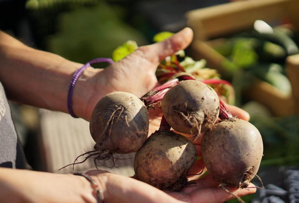 Manos llenas de remolacha Manos llenas de remolacha